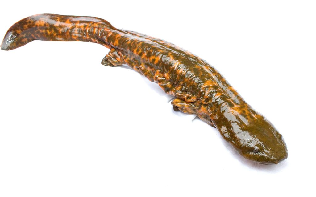 hellbender salamander